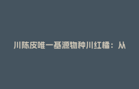 川陈皮唯一基源物种川红橘：从“被淘汰”到“香饽饽”的逆袭之路