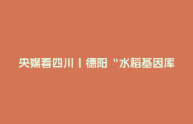 央媒看四川丨德阳“水稻基因库”：优选“一粒种” 种出“省心田”