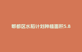 郫都区水稻计划种植面积5.8万亩，基本栽插完成！