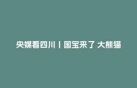 央媒看四川丨国宝来了 大熊猫繁育季：大熊猫“展望”完成配种 进入“待孕”观察期