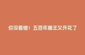 你没看错！五百年藤王又开花了~