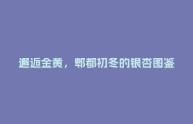 邂逅金黄，郫都初冬的银杏图鉴