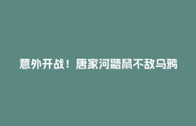 意外开战！唐家河鼯鼠不敌乌鸦，输得明明白白