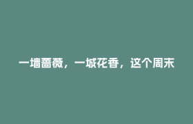 一墙蔷薇，一城花香，这个周末在郫都遇见诗意春天