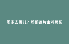 周末去哪儿？郫都这片金鸡菊花海，配上马卡龙桥，太出片了