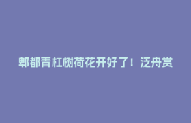 郫都青杠树荷花开好了！泛舟赏荷、逛奇妙会，端午来这就对了
