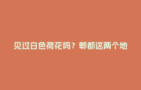 见过白色荷花吗？郫都这两个地方正值盛花期