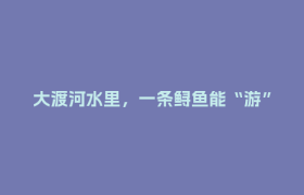 大渡河水里，一条鲟鱼能“游”多快？丨“四个发力”一线观察